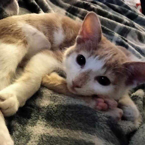 Meet your Posher, Elise - Picture 1 of 1